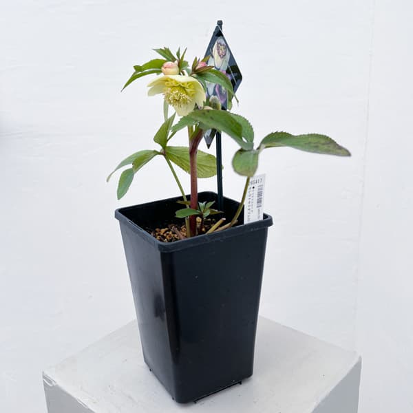 クリスマスローズ：セレクトセミダブル26-32／1.5Lポット【現品販売】（開花終了株）