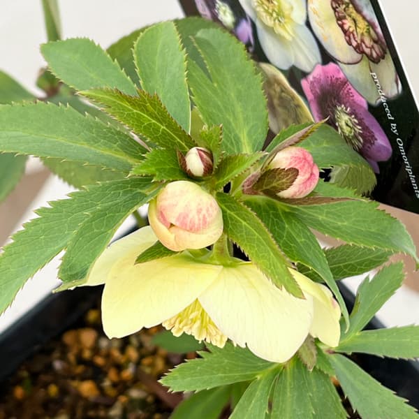 クリスマスローズ：セレクトセミダブル26-32／1.5Lポット【現品販売】（開花終了株）