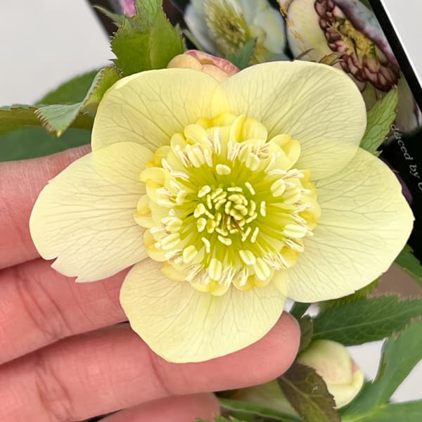 クリスマスローズ：セレクトセミダブル26-32／1.5Lポット【現品販売】（開花終了株）