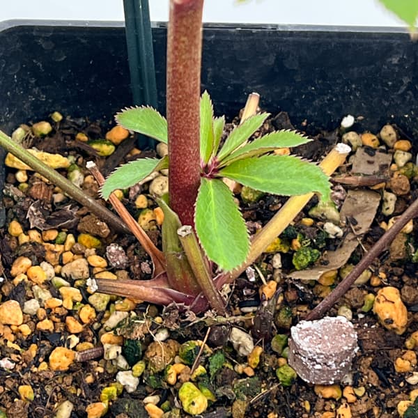 クリスマスローズ：セレクトセミダブル26-32／1.5Lポット【現品販売】（開花終了株）