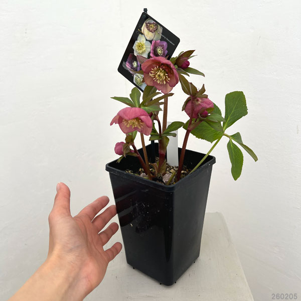 クリスマスローズ：セレクトセミダブル26-33／1.5Lポット【現品販売】