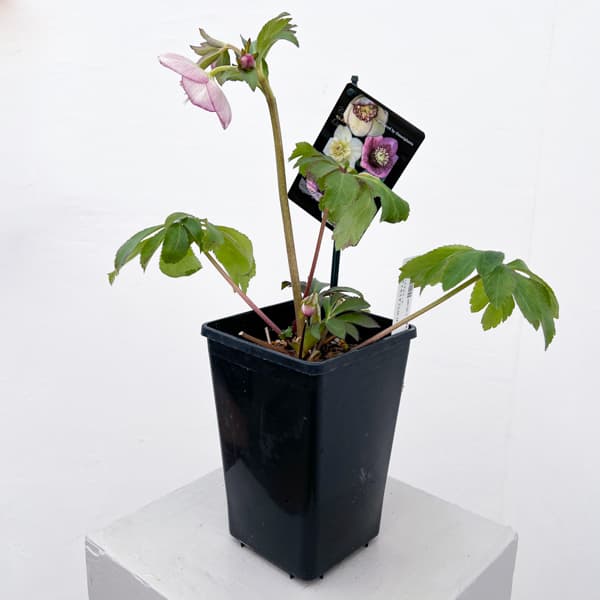 クリスマスローズ：セレクトセミダブル26-34／1.5Lポット【現品販売】（開花終了株）