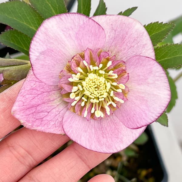 クリスマスローズ：セレクトセミダブル26-34／1.5Lポット【現品販売】（開花終了株）