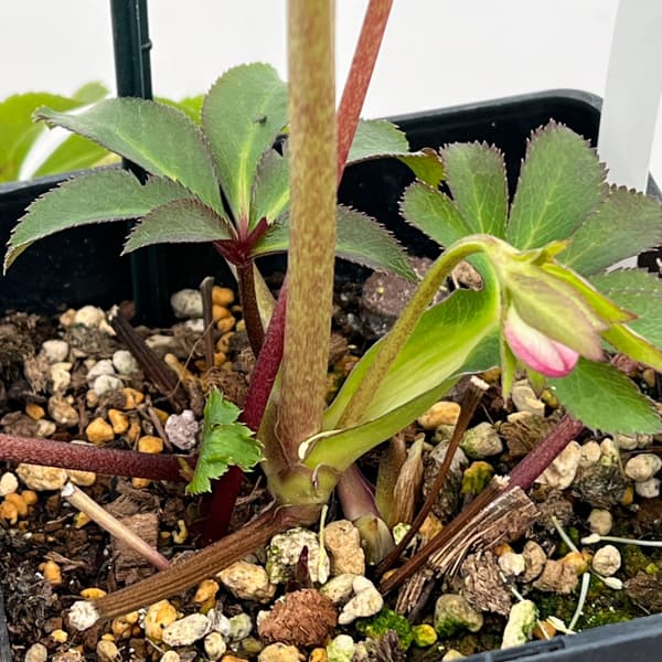 クリスマスローズ：セレクトセミダブル26-34／1.5Lポット【現品販売】（開花終了株）