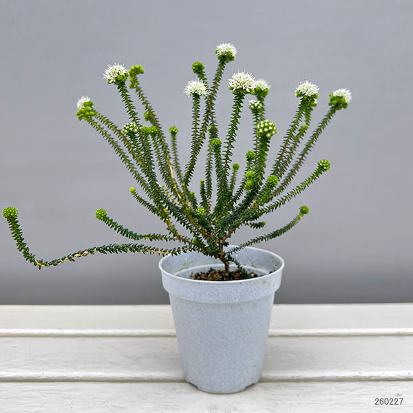 アガトスマ・ホワイトレディ3.5号ポット