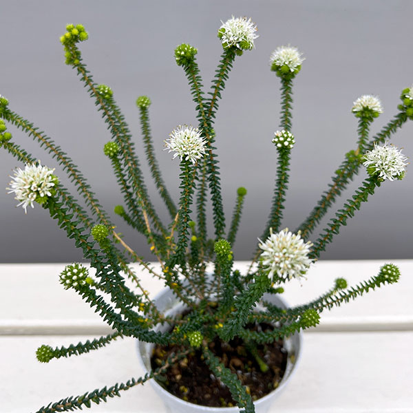 アガトスマ・ホワイトレディ3.5号ポット