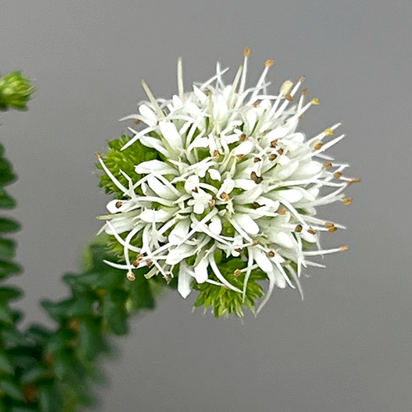 アガトスマ・ホワイトレディ3.5号ポット