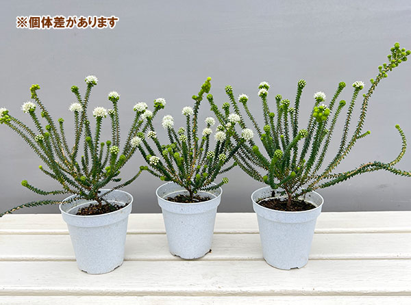 アガトスマ・ホワイトレディ3.5号ポット