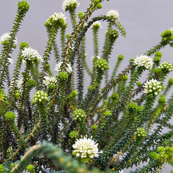 アガトスマ・ホワイトレディ3.5号ポット