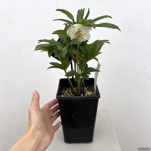 クリスマスローズ：セレクトダブル26-69・静（シズカ）／1.5Lポット【現品販売】