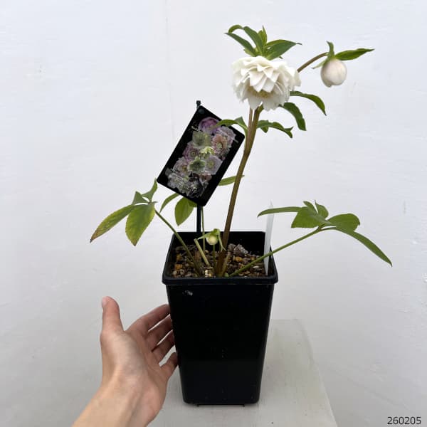 クリスマスローズ：セレクトダブル26-71・多弁／1.5Lポット【現品販売】