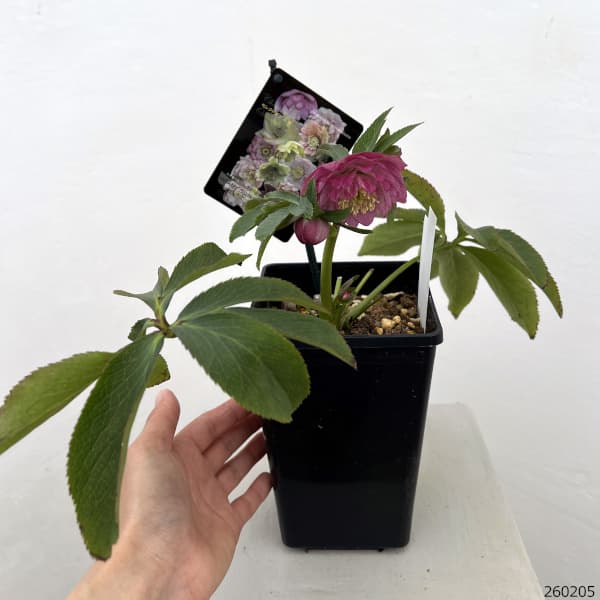 クリスマスローズ：セレクトダブル26-72・多弁／1.5Lポット【現品販売】