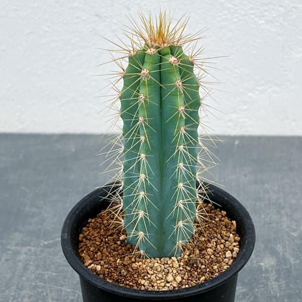 サボテン：ピロソケレウス　アゼレウス　3号鉢植え
