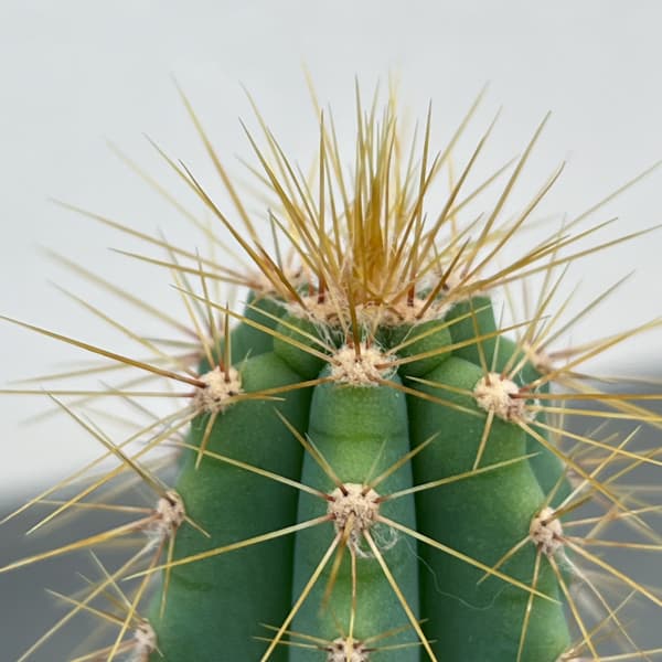 サボテン：ピロソケレウス　アゼレウス　3号鉢植え