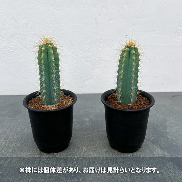 サボテン：ピロソケレウス　アゼレウス　3号鉢植え