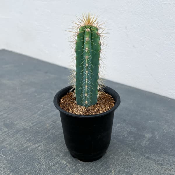 サボテン：ピロソケレウス　アゼレウス　3号鉢植え