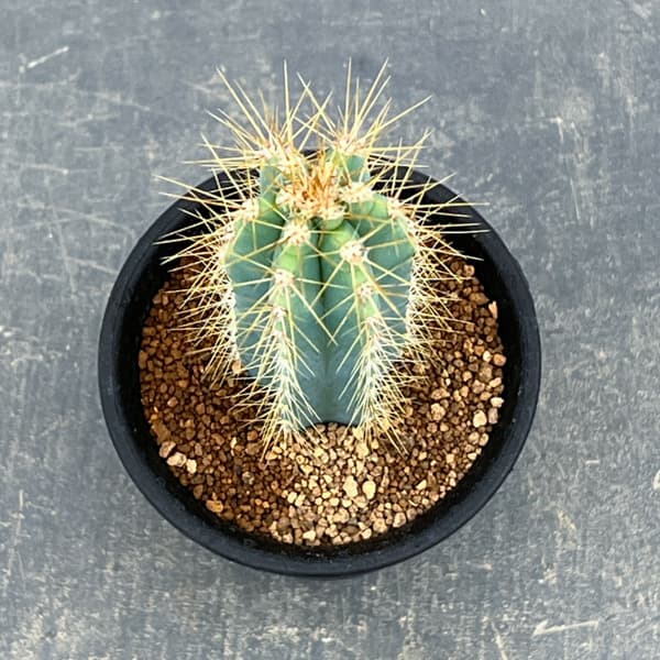 サボテン：ピロソケレウス　アゼレウス　3号鉢植え