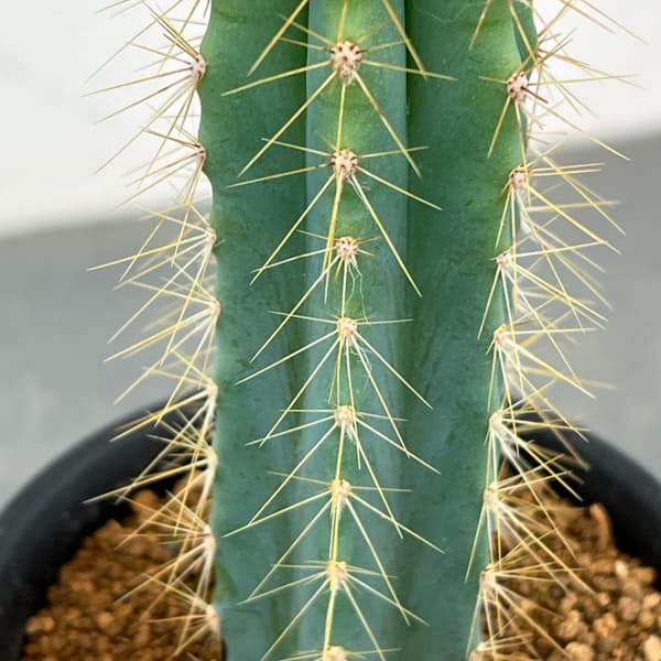 サボテン：ピロソケレウス　アゼレウス　3号鉢植え