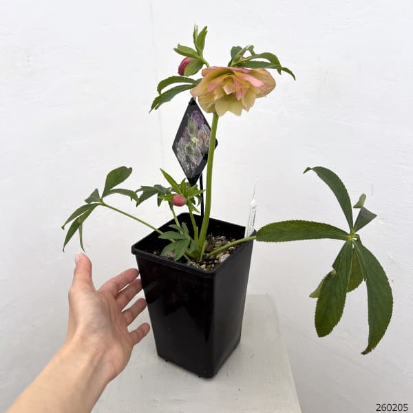 クリスマスローズ：セレクトダブル26-73・しぼり／1.5Lポット【現品販売】