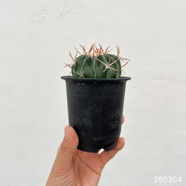 サボテン：ホマロケファラ　綾波　3号鉢植え