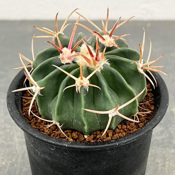 サボテン：ホマロケファラ　綾波　3号鉢植え