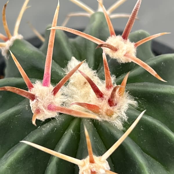 サボテン：ホマロケファラ　綾波　3号鉢植え