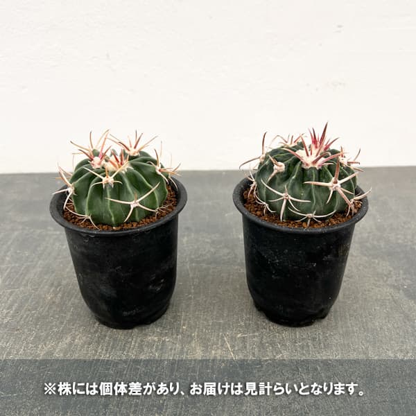 サボテン：ホマロケファラ　綾波　3号鉢植え