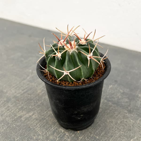 サボテン：ホマロケファラ　綾波　3号鉢植え