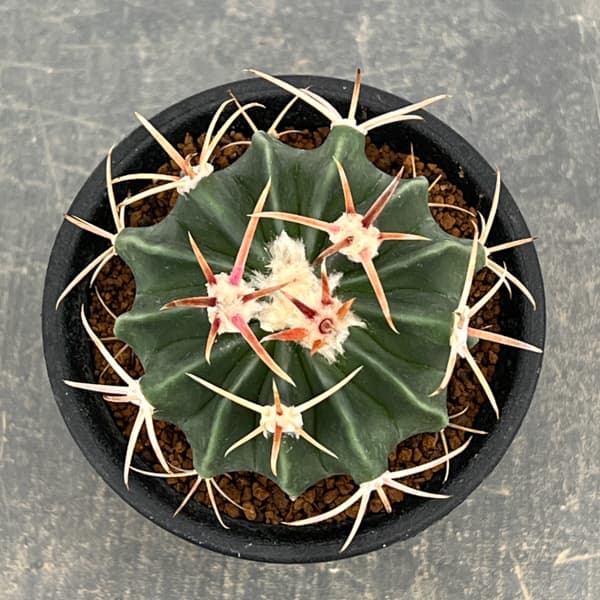 サボテン：ホマロケファラ　綾波　3号鉢植え