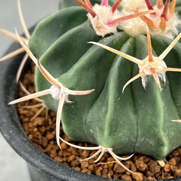 サボテン：ホマロケファラ　綾波　3号鉢植え