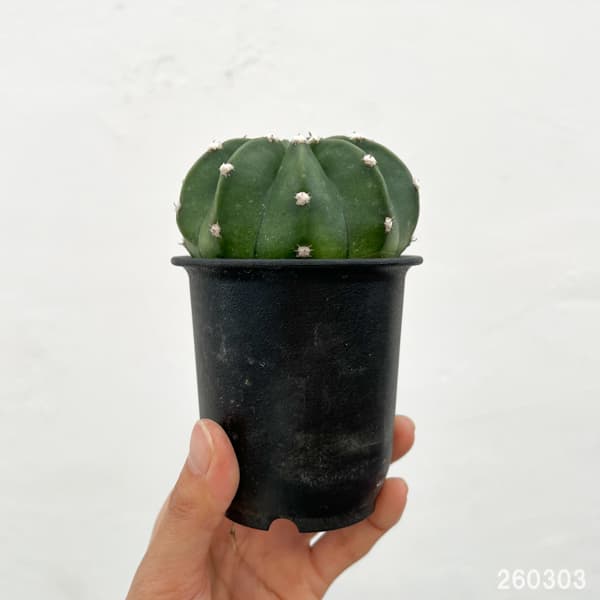 サボテン:エキノプシス 王冠短毛丸(オウカンタンゲマル) 3号鉢植え