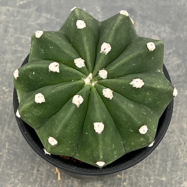 サボテン:エキノプシス 王冠短毛丸(オウカンタンゲマル) 3号鉢植え