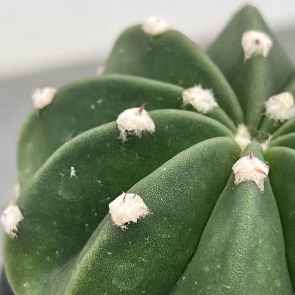 サボテン:エキノプシス 王冠短毛丸(オウカンタンゲマル) 3号鉢植え