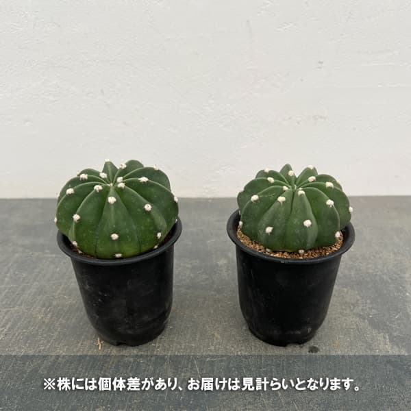 サボテン:エキノプシス 王冠短毛丸(オウカンタンゲマル) 3号鉢植え