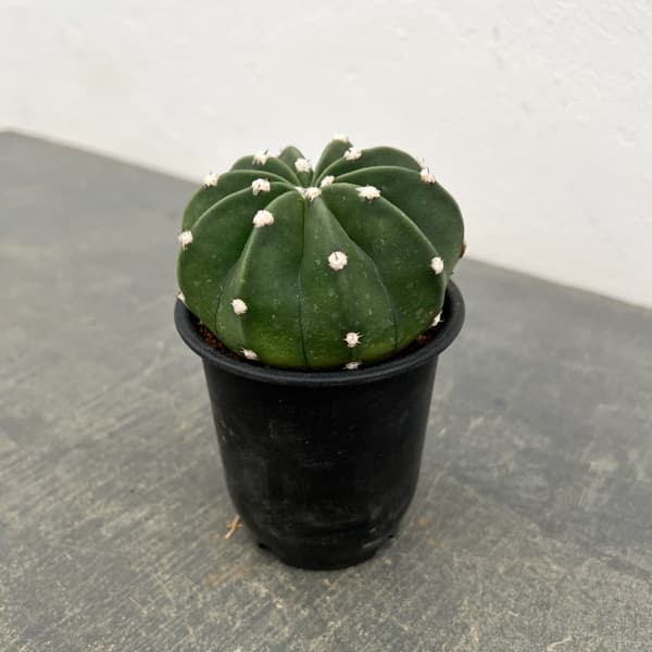 サボテン:エキノプシス 王冠短毛丸(オウカンタンゲマル) 3号鉢植え