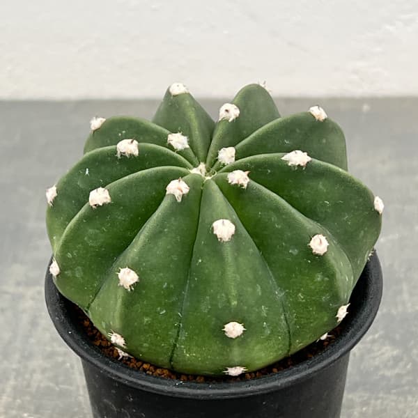 サボテン:エキノプシス 王冠短毛丸(オウカンタンゲマル) 3号鉢植え