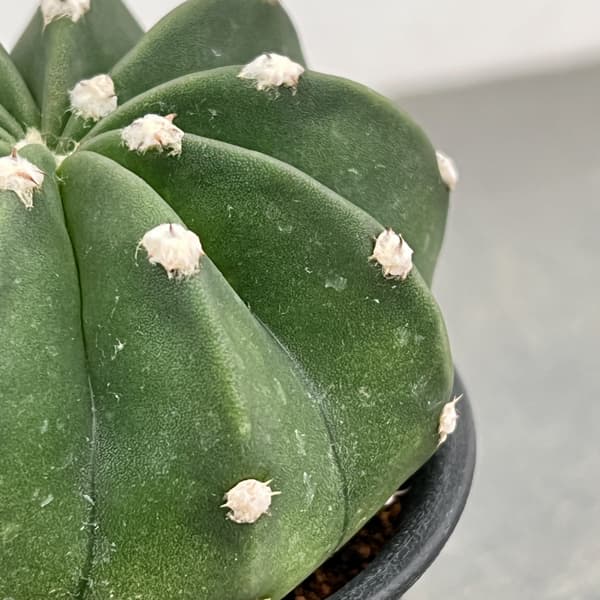 サボテン:エキノプシス 王冠短毛丸(オウカンタンゲマル) 3号鉢植え