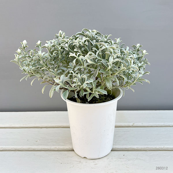 ヘリクリサム：ホワイトフェアリー4号鉢植え