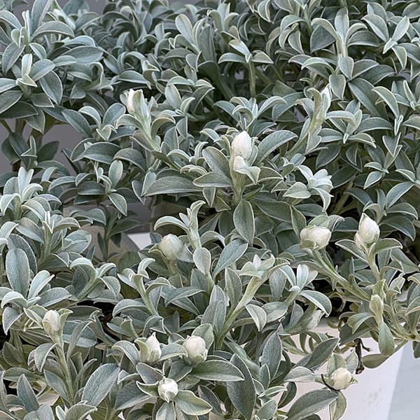 ヘリクリサム：ホワイトフェアリー4号鉢植え