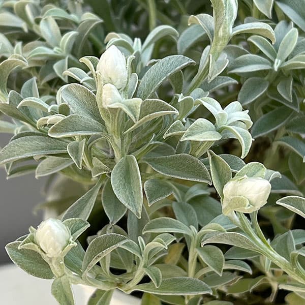 ヘリクリサム：ホワイトフェアリー4号鉢植え