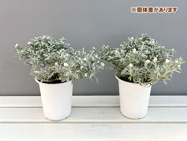 ヘリクリサム：ホワイトフェアリー4号鉢植え