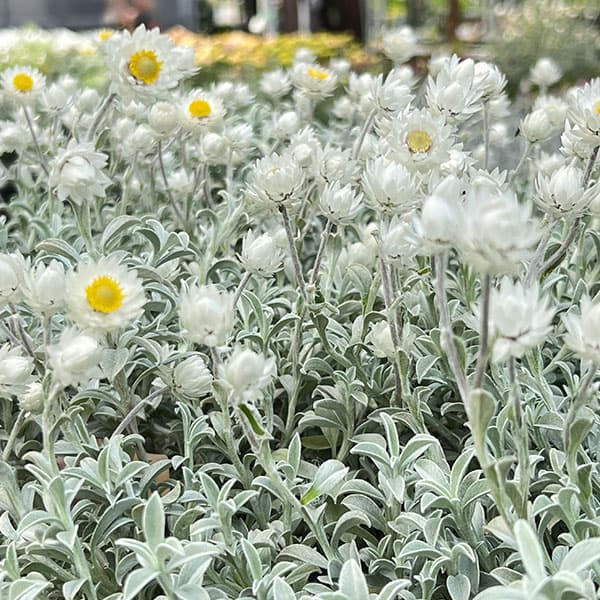 ヘリクリサム:ホワイトフェアリー4号鉢植え