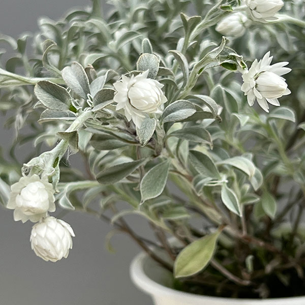 ヘリクリサム:ホワイトフェアリー4号鉢植え