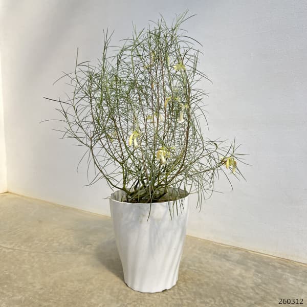エレモフィラ：ホワイトトランペット7号鉢植え