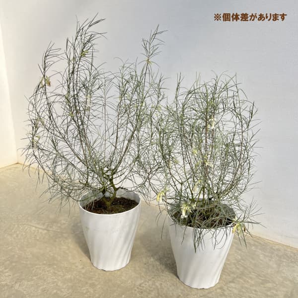 エレモフィラ：ホワイトトランペット7号鉢植え