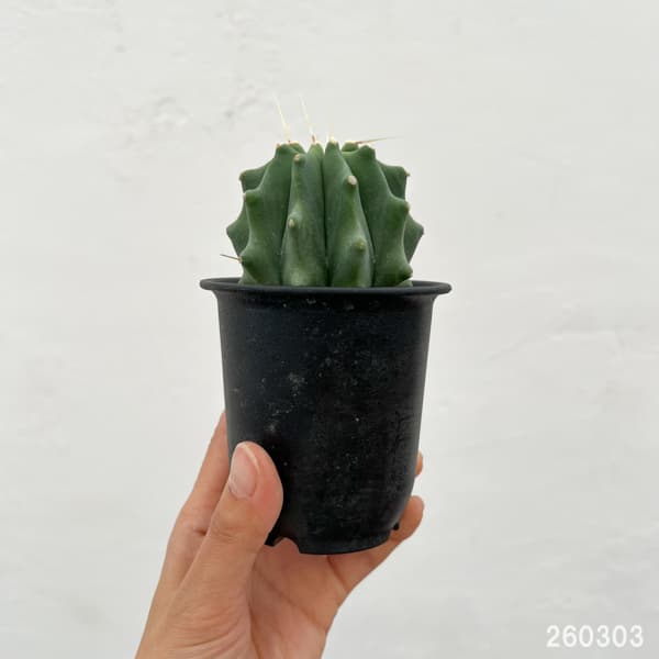 サボテン：フェロカクタス　刺無王冠竜　3号鉢植え