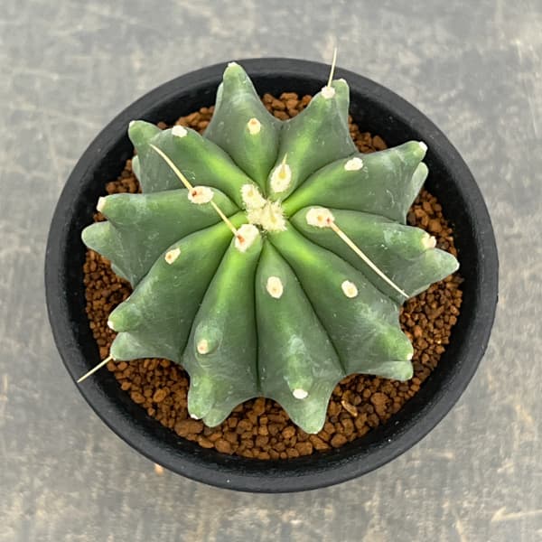 サボテン：フェロカクタス　刺無王冠竜　3号鉢植え