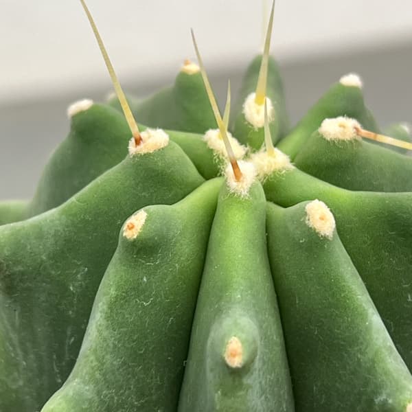 サボテン：フェロカクタス　刺無王冠竜　3号鉢植え