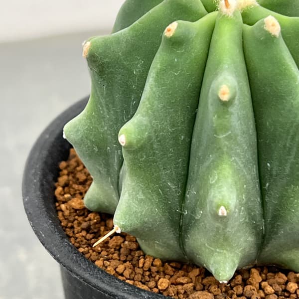 サボテン：フェロカクタス　刺無王冠竜　3号鉢植え