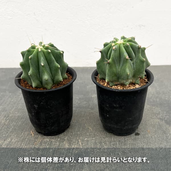 サボテン：フェロカクタス　刺無王冠竜　3号鉢植え